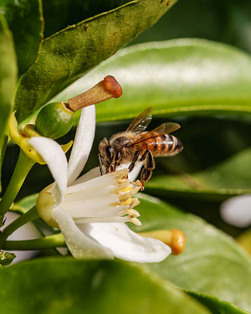 istock Pollinating bee among orange blossoms. Insects. 2217164311