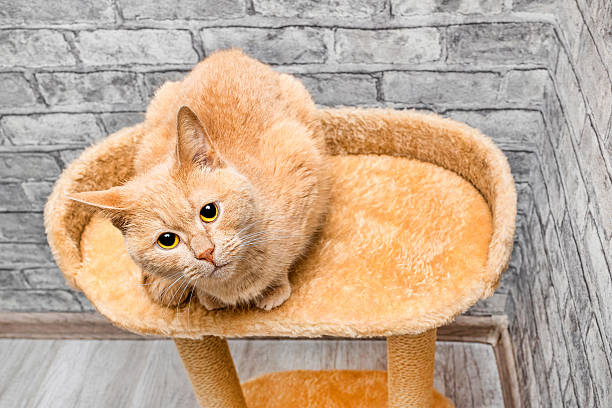 istock a ginger cat sits on the top tier of a play complex. 2217165474
