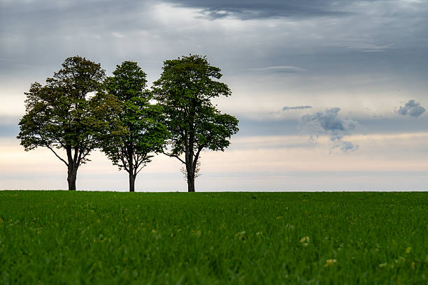 istock Three Trees on Green Meadow under Dramatic Sky  Minimalist Countryside Landscape with Evening Light 2217166738