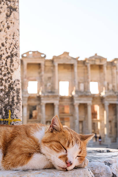 Cat on Ruins of the ancient city Ephesus, the ancient Greek city in Turkey, in a beautiful summer day