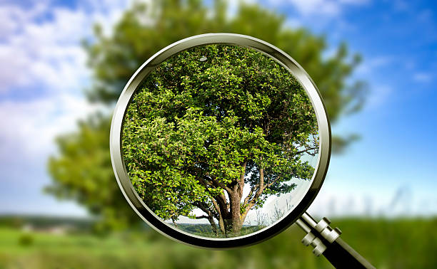 istock Using a magnifying glass to focus on a small tree on a hillside in the Scandinavian spring landscape — a symbolic look at the fragility and beauty of nature in a changing climate. 2217167383