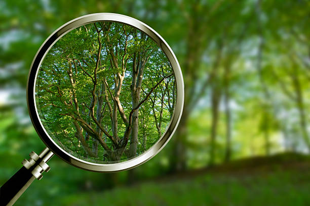 istock Using a magnifying glass to focus on small trees on a hillside in the Scandinavian spring landscape — a symbolic look at the fragility and beauty of nature in a changing climate. 2217167439