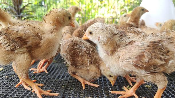 istock many chicks are eating food 2217169113