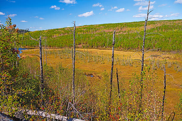 istock Bog Nestled Between the Hills in the Great North Woods 2217169973