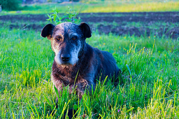 A dog with a gray muzzle sits on the grass, looking attentively and calmly, symbolizing loyalty and wisdom. This is an ideal image for themes of pets, old age, and friendship. It reflects the devotion and life experience of the animal.