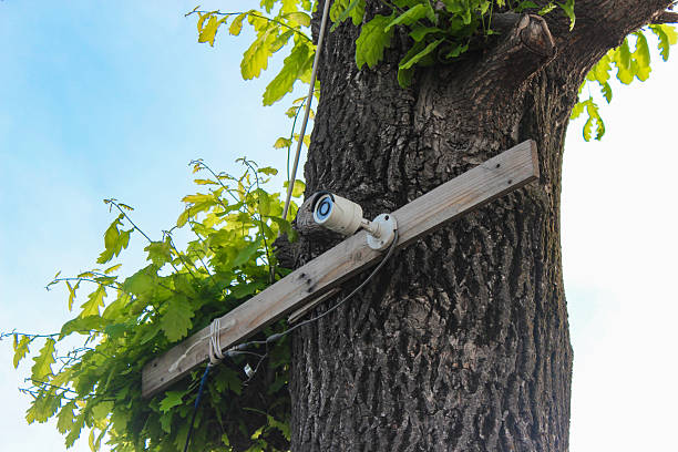istock CCTV camera is installed on the oak tree in the garden with blue sky background 2217176883