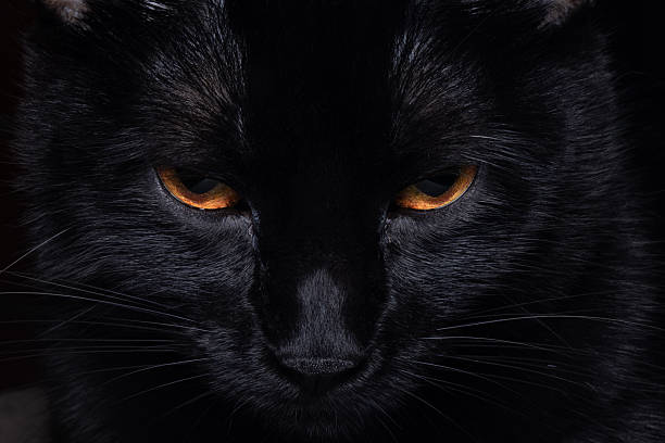 Halloween pumpkin and black cat on wooden background