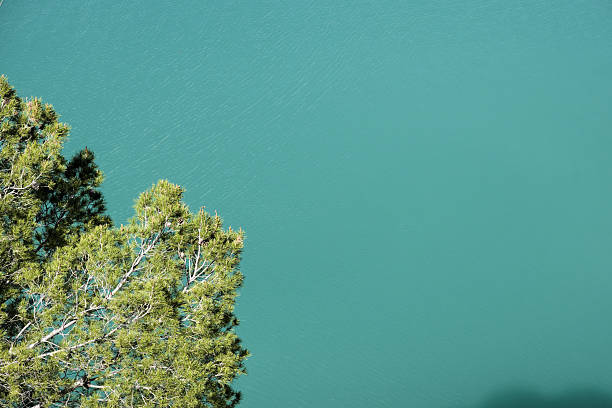 Lush green tree overlooking serene turquoise water in calm nature scene.