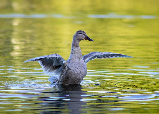 A duck with outstretched wings gracefully floats on a serene pond with a vibrant green reflection.