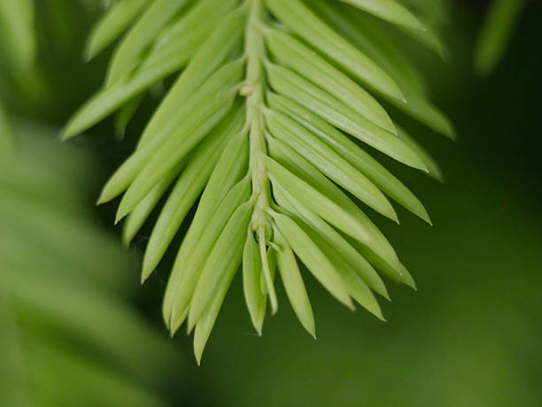 Green coniferous tree branch close-up macro. Background abstract texture high quality detailed pattern wallpaper with copy space for text. Nature organic ecology minimalism concept
