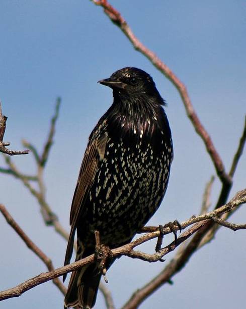 istock European starling on branch with blue sky. 2217180921