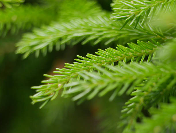 istock Green coniferous tree branch close-up macro. Background abstract texture high quality detailed pattern wallpaper with copy space for text. Nature organic ecology minimalism concept 2217180941