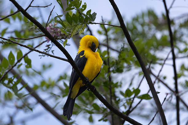 istock Xanthopsar flavus, or yellow thrush in Colombia 2217181101