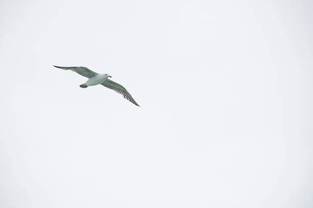 Larus dominicanus. Gull flying in Puerto Deseado