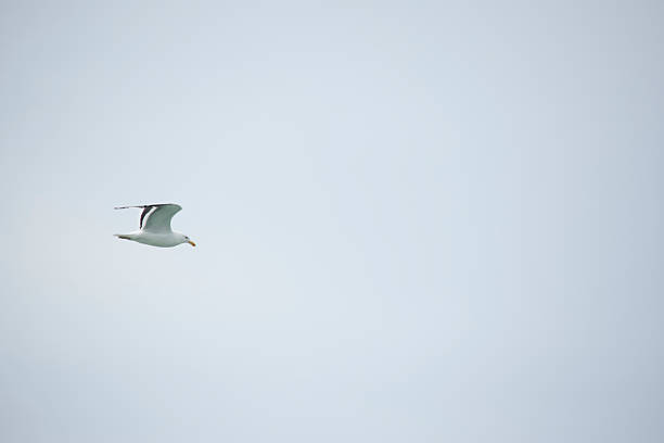 istock Larus dominicanus. Gull flying in Puerto Deseado 2217185049