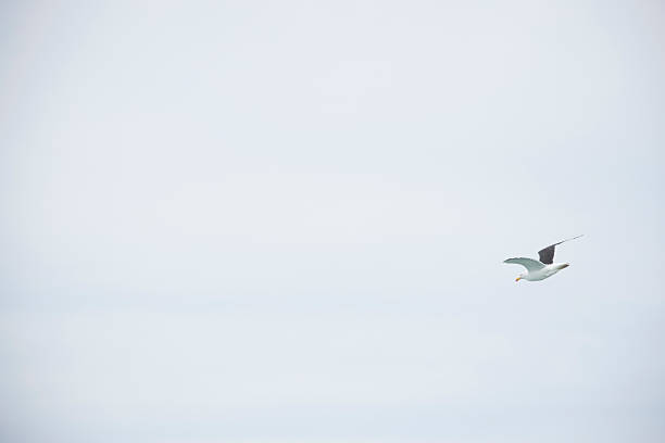 istock Larus dominicanus. Gull flying in Puerto Deseado 2217185069