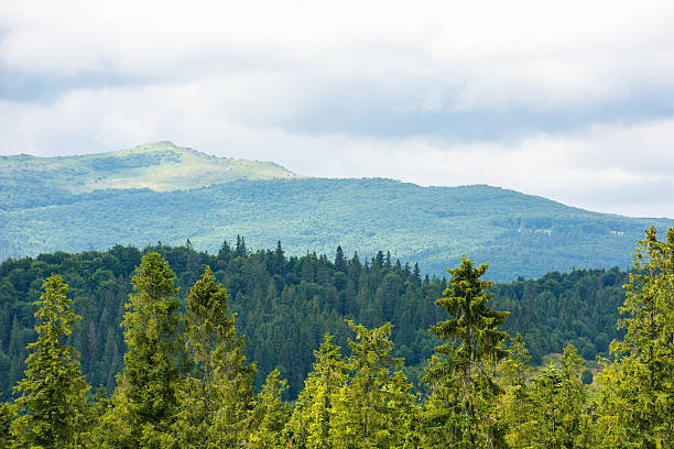 istock coniferous forest on a hill in front of a mountain under overcast sky in summer 2217187754
