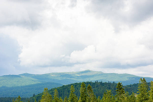 coniferous forest on a hill in front of a mountain under overcast sky in summer. beautiful landscape background for travel