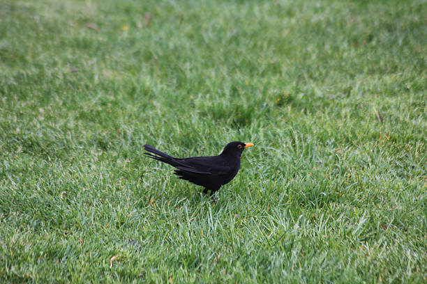 istock A common blackbird standing in a grass field 2217188909