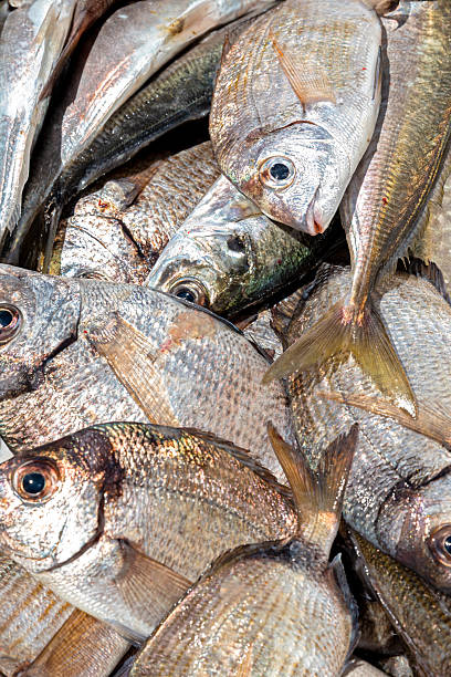 istock Freshly caught sea bream background 2217189228