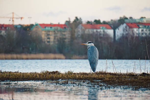 A heron standing at a lake in Solna