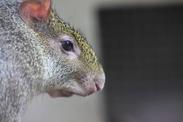 Rat