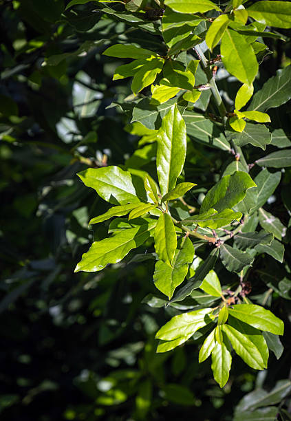istock laurel tree. branches and new, fresh leaves. 2217190665