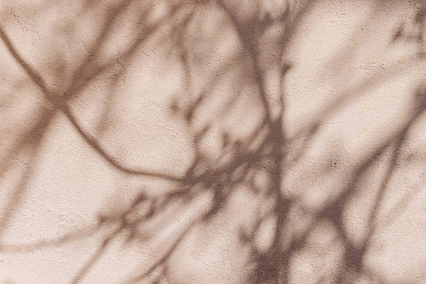 istock Bush branches shadows on light beige plastered concrete wall on summer day, natural plant background 2217191383