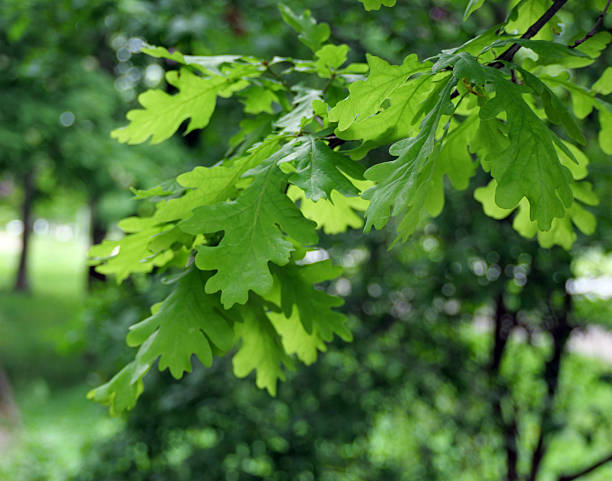 Closeup green oak leaf bunch