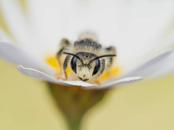 Close-up of a bee collecting pollen on a daisy