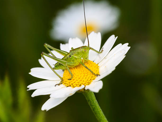 istock Small green grasshoppers on a daisy 2217191977