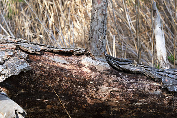 istock Fallen tree with exposed bark and sprout amidst dry grass in natural habitat 2217192220