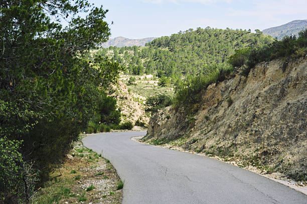 Scenic mountain road bending through lush pine forest landscape in summer.