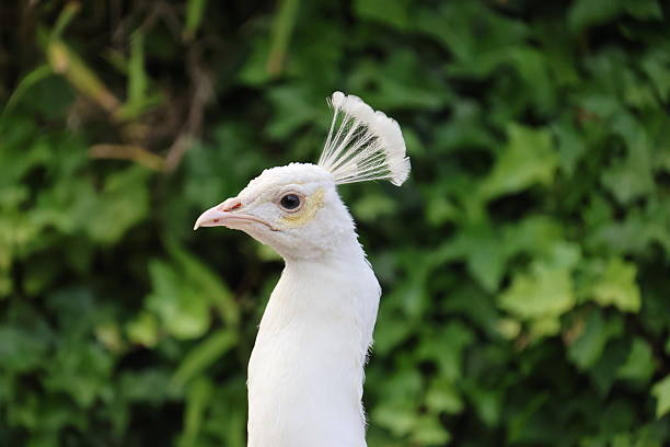 white peacock with open tail behind bars
