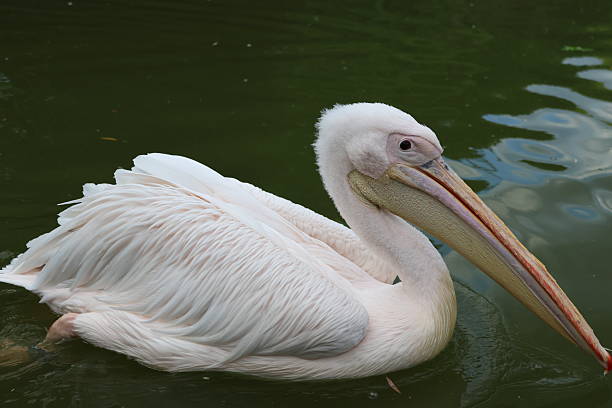 istock Pelican portrait 2217194153