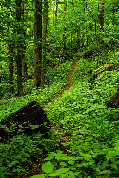 Pisgah National Forest
