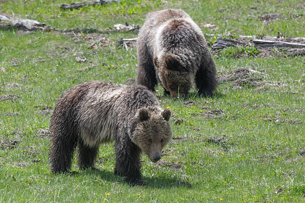 istock Bear cubs (Grizzly) grazing with mom nearby 2217195024