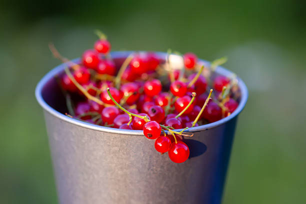 Fresh summer berries in a garden. Natural food ingredients.