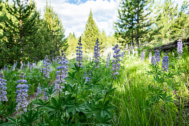 istock Lupin Blooms Stretch Up In The Summer 2217195128
