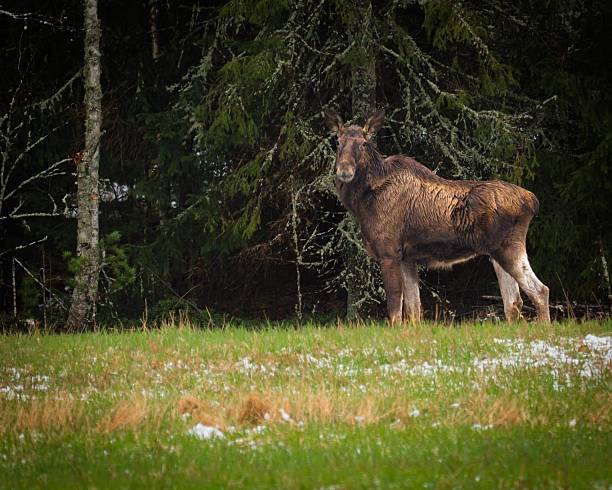 When long winter is over moose try to eat a lot good food on field.