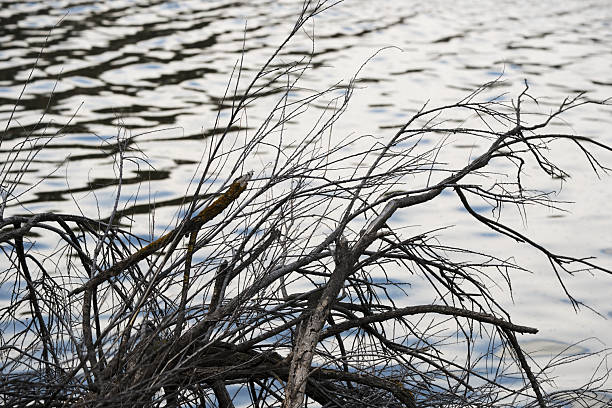 Serene lakeside moment with bare branches and rippling water reflections.