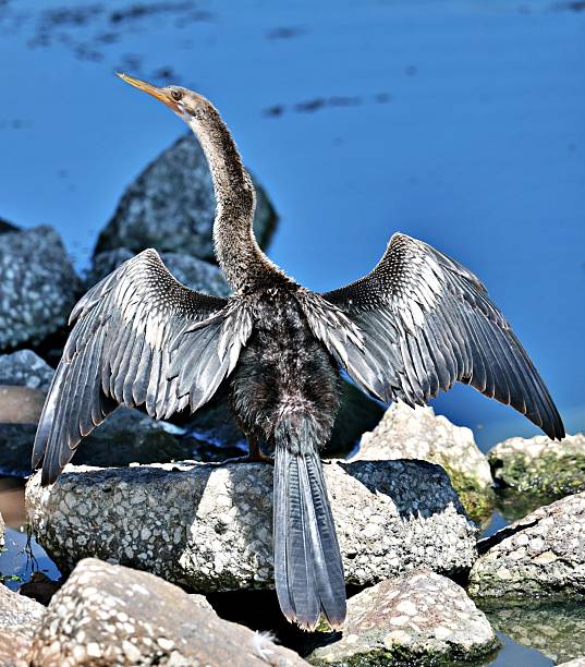 istock Anhinga bird spreads wings by a lake. 2217195407