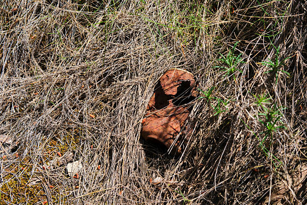 Abandoned rusty can hidden amongst dry grass and wild vegetation