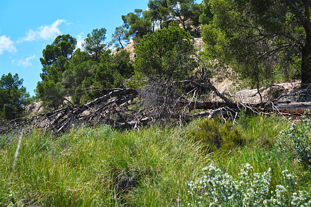 Fallen trees in lush mountainous landscape with vibrant greenery and clear blue sky