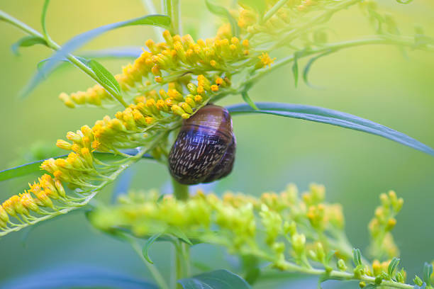 Snail on the Solidago or Goldenrod plant.
