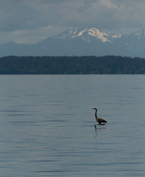 istock Great blue heron hunting during low tide near Shoreline - 6 2217195562