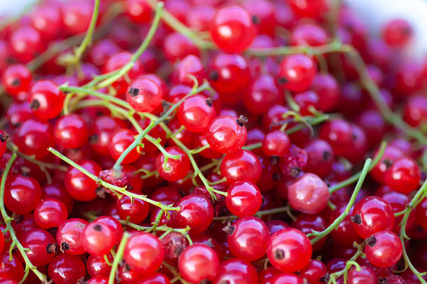 Fresh summer berries in a garden. Natural food ingredients.