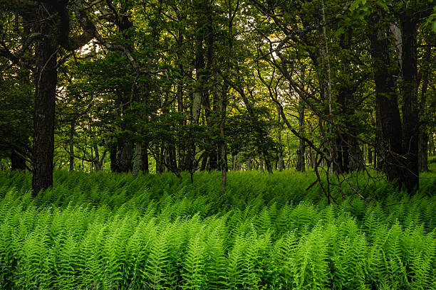 Swaying Ferns in Forest Floor in Shenandoah National Park