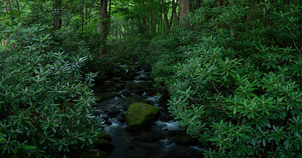 Thick Rhododendron Part For Jakes Creek To Pass Through in the Smokies