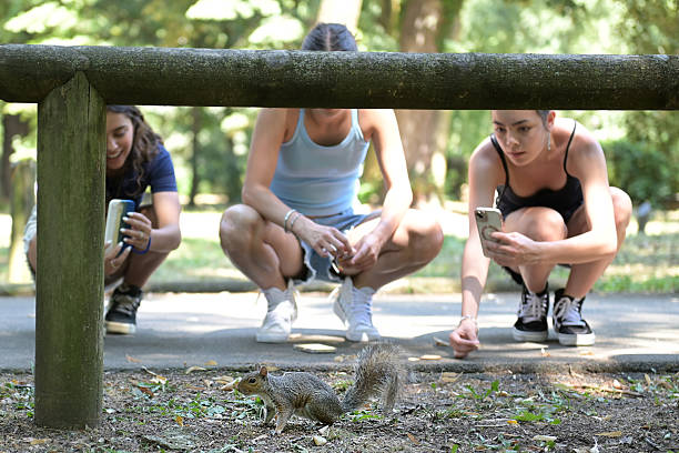 Squirrel in the tree looks at the camera playfully. Modern urban ecosystem, big trees, clean and good environment.